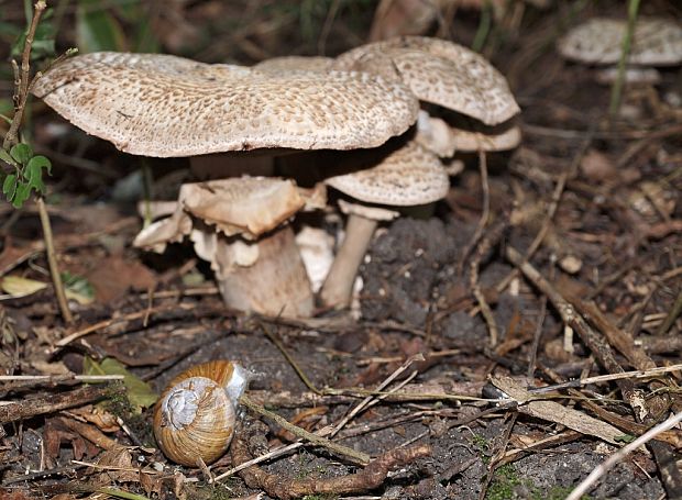 pečiarka trsovitá Agaricus bohusii Bon