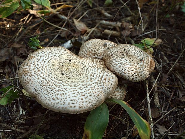 pečiarka trsovitá Agaricus bohusii Bon