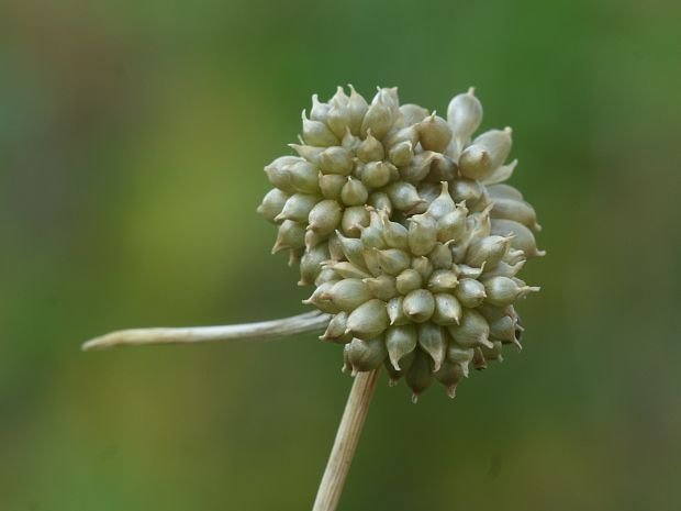 cesnak planý Allium oleraceum L.