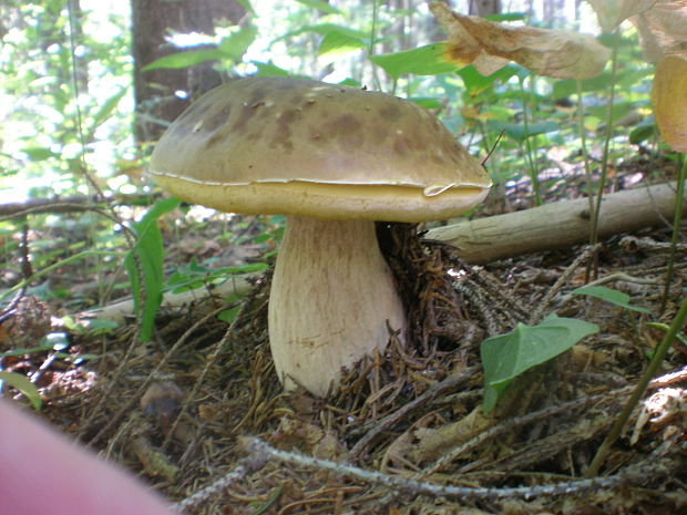 hríb smrekový Boletus edulis Bull.