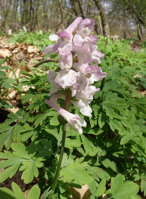 chochlačka dutá / dymnivka dutá Corydalis cava (L.) Schweigg. et Körte