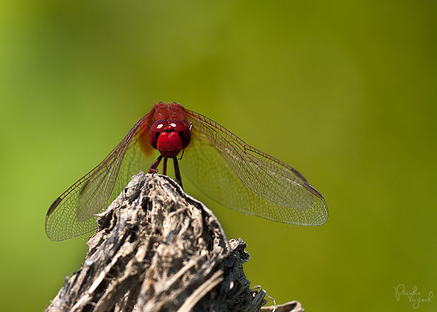 vážka červená Crocothemis erythraea