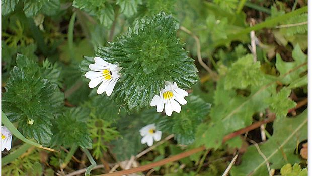 očianka rostkovova Euphrasia rostkoviana Hayne