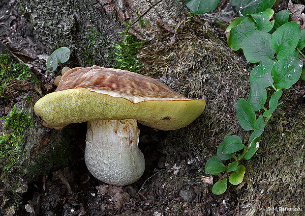 hríb jamkatý Hemileccinum depilatum (Redeuilh) Šutara