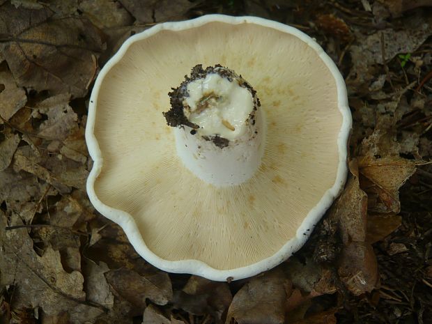 rýdzik korenistý Lactarius piperatus (L.) Pers.