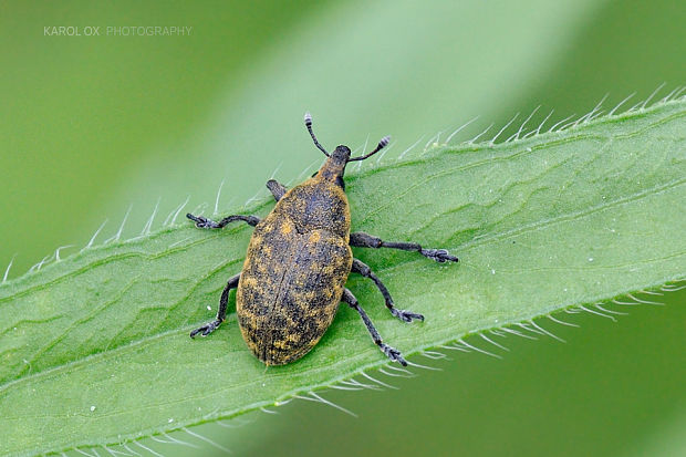 nosáčik Larinus turbinatus