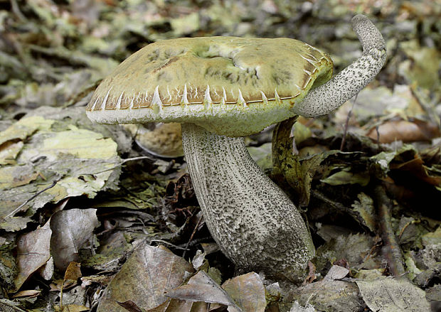 kozák hrabový Leccinum pseudoscabrum (Kallenb.) Šutara