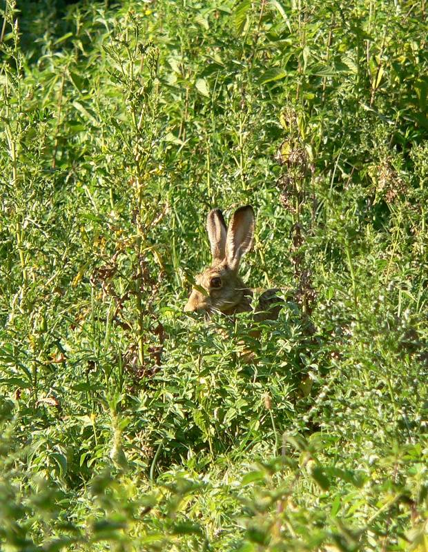 zajac poľný (lesný) Lepus europaeus