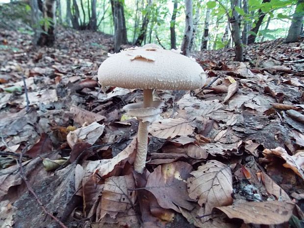 bedľa Macrolepiota sp.