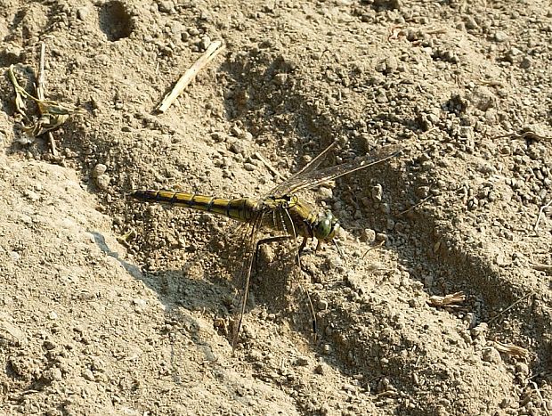 vážka rybničná Orthetrum cancellatum