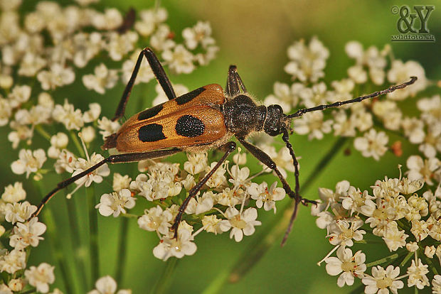 fuzáč štvorškvrnný Pachyta quadrimaculata