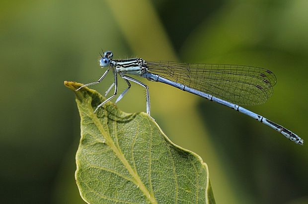 šidielko ploskonohé Platycnemis pennipes