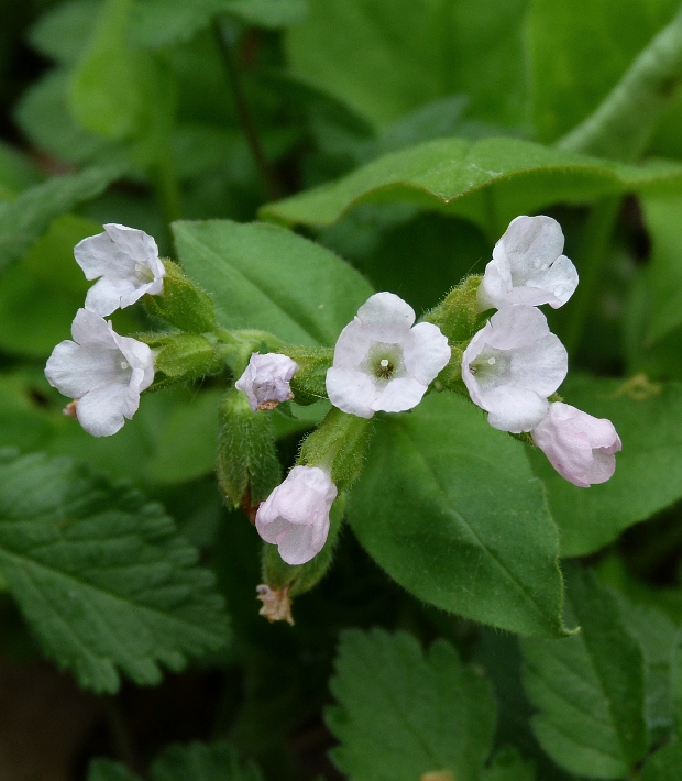 pľúcnik Pulmonaria sp.