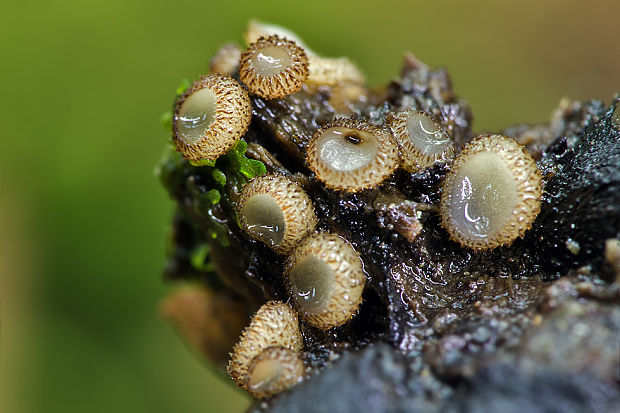 trichoféa Trichophaea sp.