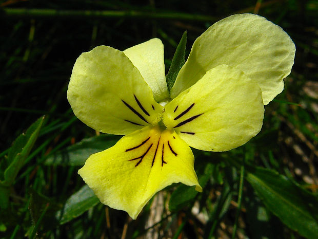 fialka žltá sudetská Viola lutea subsp. sudetica (Willd.) Nyman