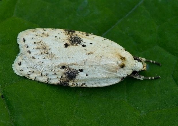 ploskáč deväťsilový Agonopterix petasitis