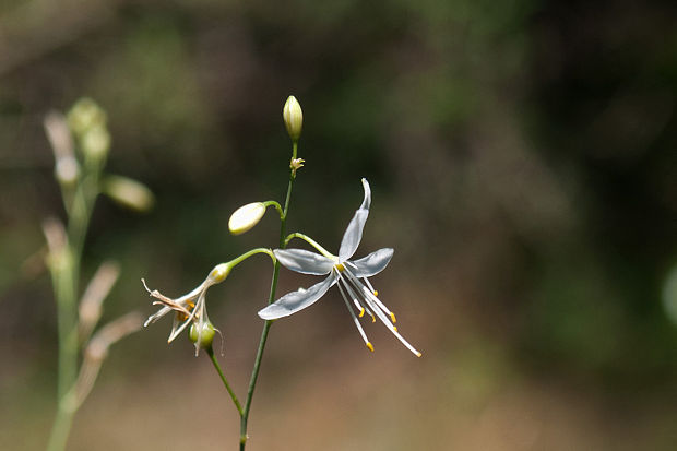 jagavka konáristá  Anthericum ramosum L.