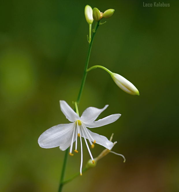 jagavka konáristá  Anthericum ramosum L.