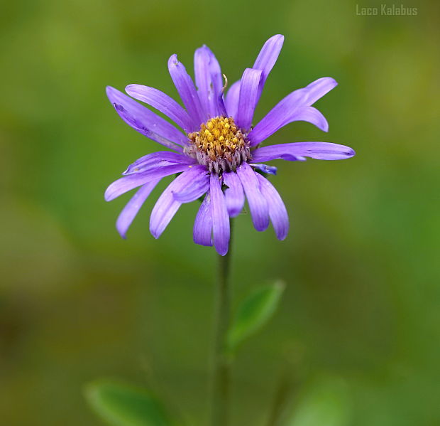 astra spišská Aster amelloides Besser