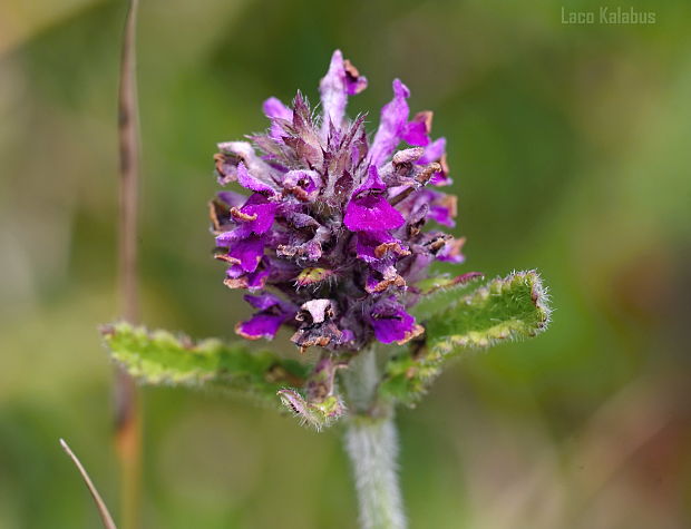 betonika lekárska Betonica officinalis  L.