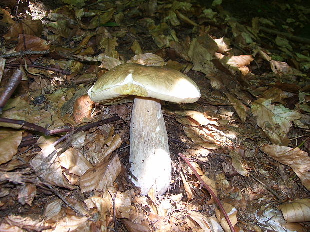 hríb smrekový Boletus edulis Bull.