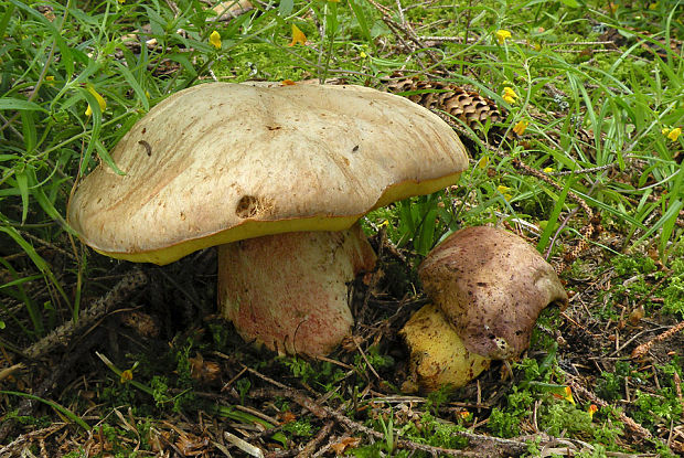 hríb striebristý Butyriboletus fechtneri (Velen.) D. Arora & J.L. Frank