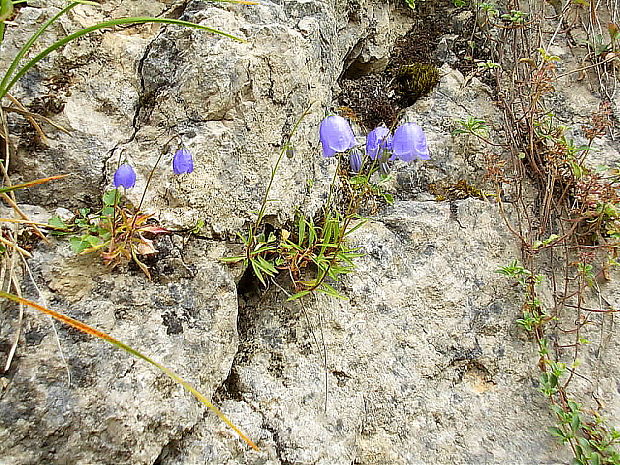 zvonček maličký Campanula cochleariifolia Lam.