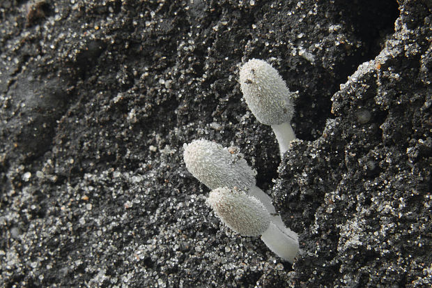 hnojnik Coprinopsis sp.