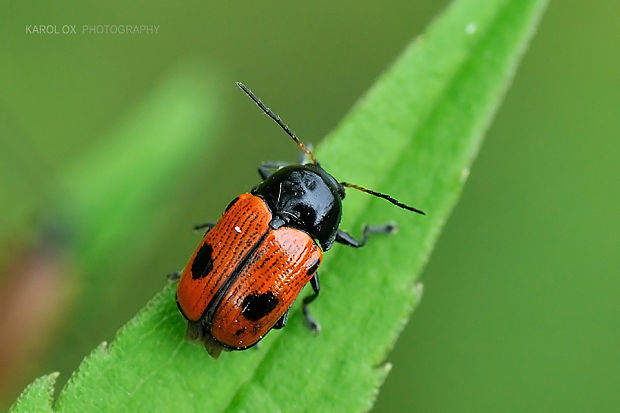 krytohlav Cryptocephalus bipunctatus