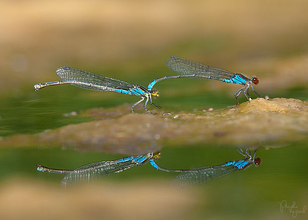 šidielko ixové Erythromma viridulum