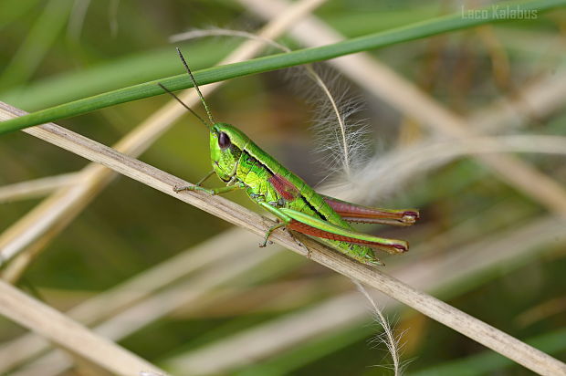 koník zlatozelený Euthystira brachyptera