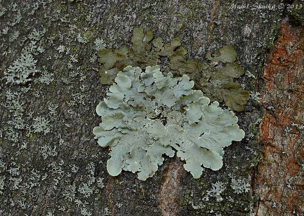 diskovka kučeravá Flavoparmelia caperata (L.) Hale