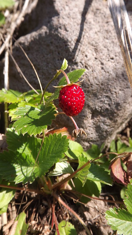 jahoda lesná Fragaria vesca L.