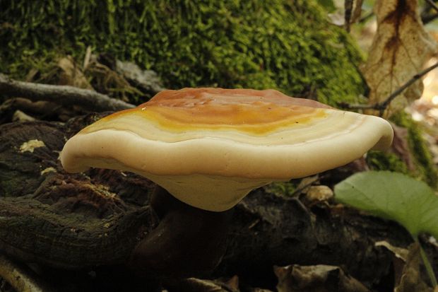 lesklokôrovka obyčajná Ganoderma lucidum (Curtis) P. Karst.