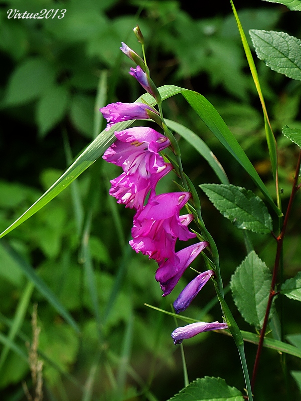 mečík škridlicovitý Gladiolus imbricatus L.