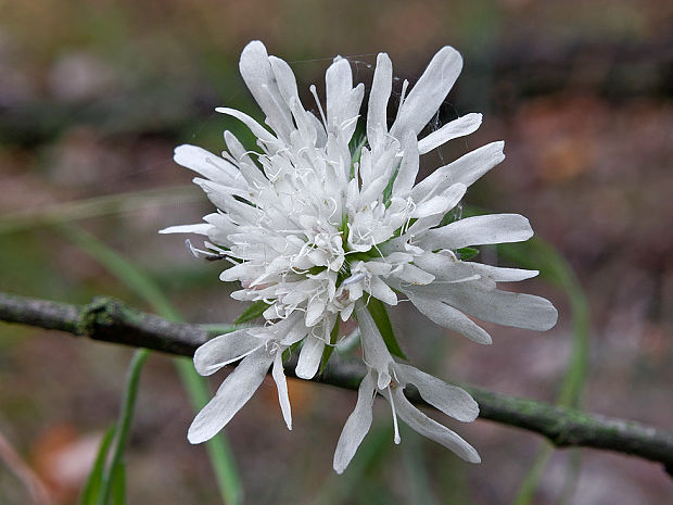 chrastavec kitaibelov Knautia kitaibelii (Schult.) Borbás