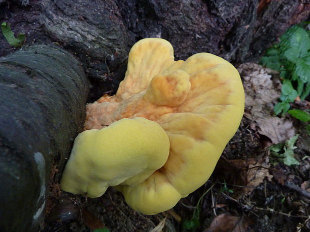 sírovec obyčajný Laetiporus sulphureus (Bull.) Murrill