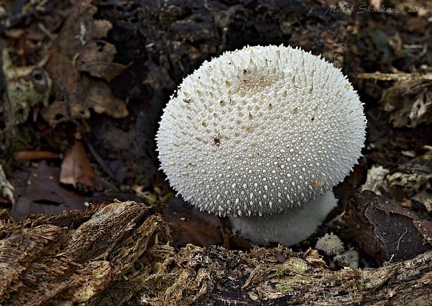 prášnica bradavičnatá Lycoperdon perlatum Pers.