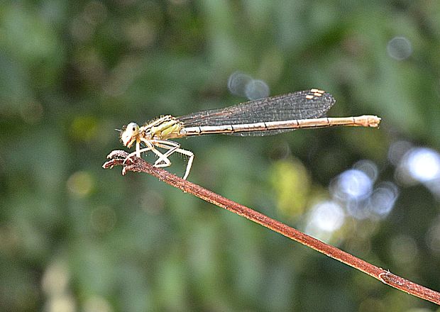 šidielko ploskonohé Platycnemis pennipes