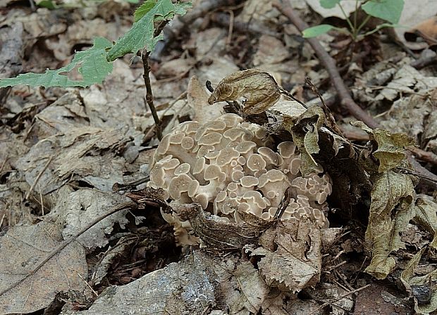 trúdnik klobúčkatý Polyporus umbellatus (Pers.) Fr.