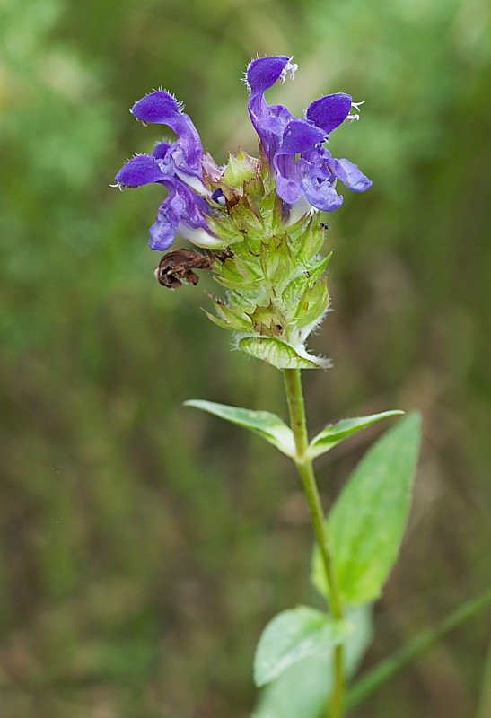 čiernohlávok obyčajný Prunella vulgaris L.