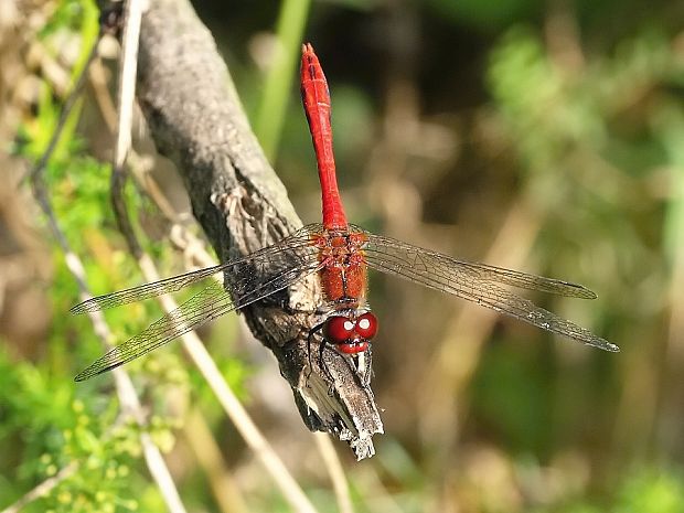 vážka červená  Sympetrum sanguineum