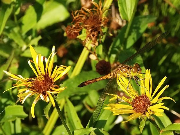 vážka     Sympetrum sp.