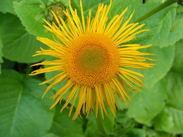 telekia ozdobná Telekia speciosa (Schreb.) Baumg.