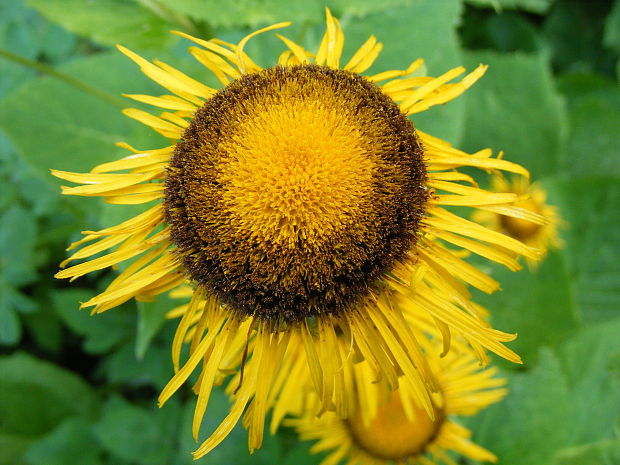 telekia ozdobná Telekia speciosa (Schreb.) Baumg.