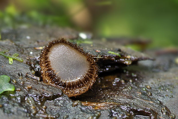 trichoféa Trichophaea sp.