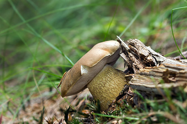 podhríb žlčový Tylopilus felleus (Bull.) P. Karst.