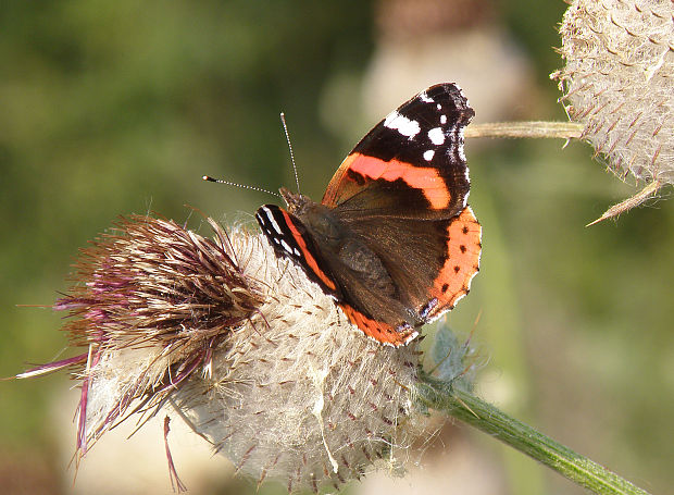 babôčka admirálska / babočka admirál Vanessa atalanta Linnaeus, 1758