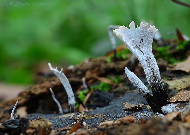 drevnatec parohatý Xylaria hypoxylon (L.) Grev.