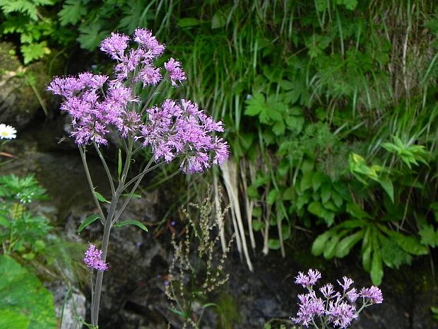 mačucha cesnačkovitá Adenostyles alliariae (Gouan) A. Kern.